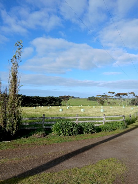 10.4% M/E Italian Ryegrass and Clover Silage.  Round Bale Silage.  Warrnambool Area.