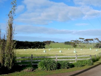 10.4% M/E Italian Ryegrass and Clover Silage.  Round Bale Silage.  Warrnambool Area.