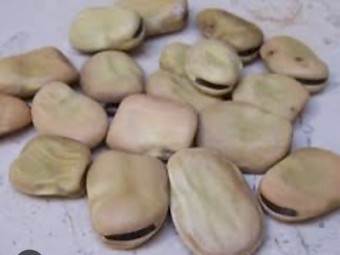 EOI Beans. High vetch count 