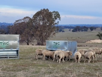 TWC Sheep Feeders