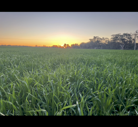 Organic Wheat. In 20 kg bags. Chemical Free 