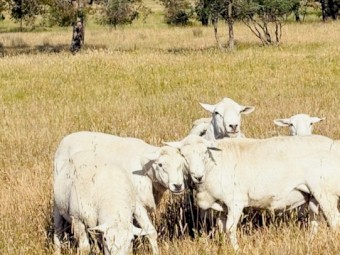 Blue tagged Australian White Flock Rams 