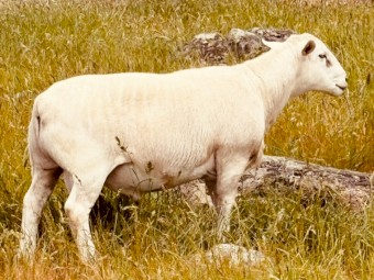 Blue tagged Australian White Flock Rams 