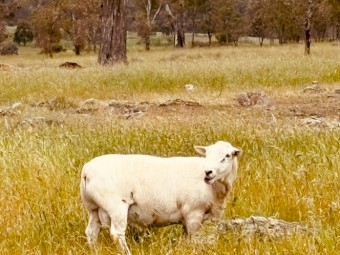 Blue tagged Australian White Flock Rams 
