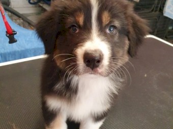 Black tri aussie pup 