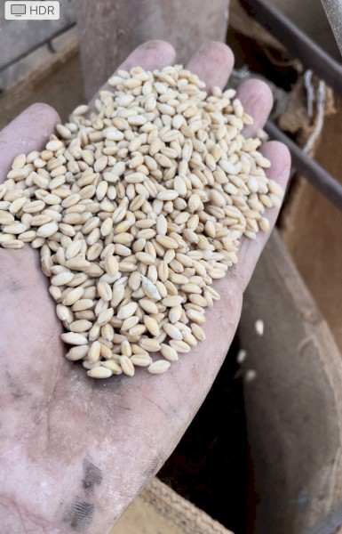 Organic Wheat. In 20 kg bags. Chemical Free 