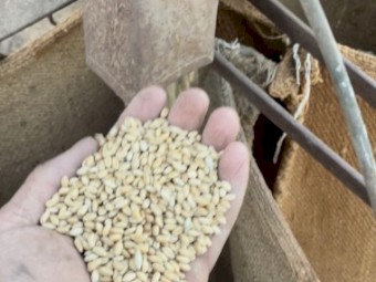 Organic Wheat. In 20 kg bags. Chemical Free 