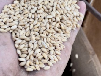 Organic Wheat. In 20 kg bags. Chemical Free 