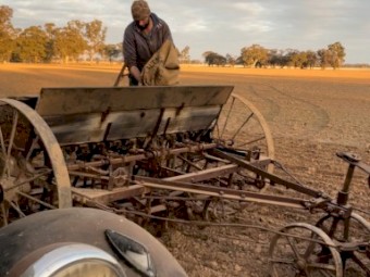 Organic Wheat. In 20 kg bags. Chemical Free 