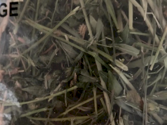 500mt Clover Rye Hay 8x4x3 Bales