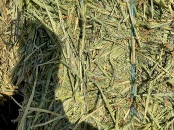 500mt Wheaten Hay 600-650kg 8x4x3 Bales