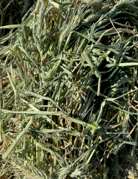 500mt Wheaten Hay 8x4x3 Bales