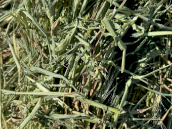 500mt Wheaten Hay 8x4x3 Bales