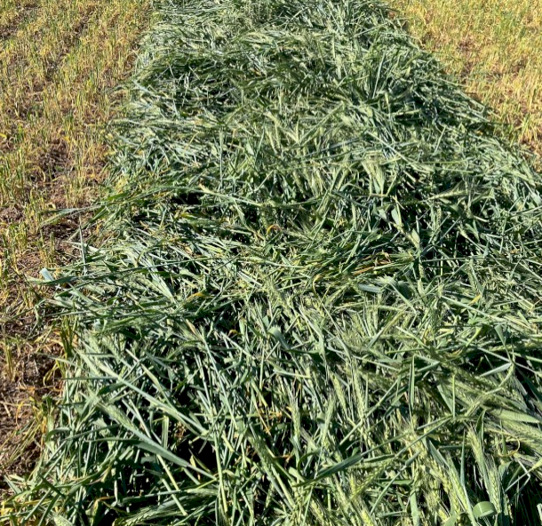 500mt Wheaten Hay 650kg 8x4x3 Bales (No Grain)