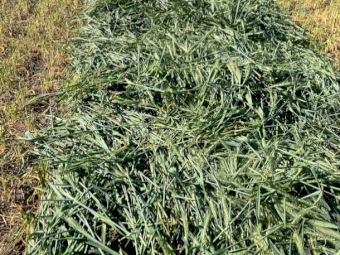 500mt Wheaten Hay 650kg 8x4x3 Bales (No Grain)