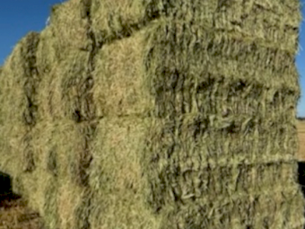 500mt Wheaten Awnless 8x4x3 Bales