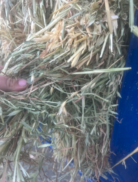 600mt Oaten Hay 550-600kg 8x4x3 Bales
