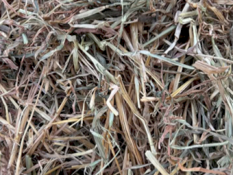 500mt Oaten Hay 550-600kg 8x4x3 Bales