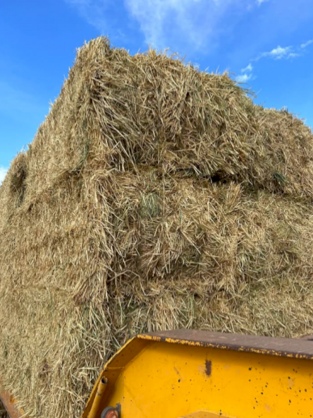 500mt Barley Hay 600kg 8x4x3 Bales