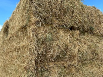 500mt Barley Hay 600kg 8x4x3 Bales