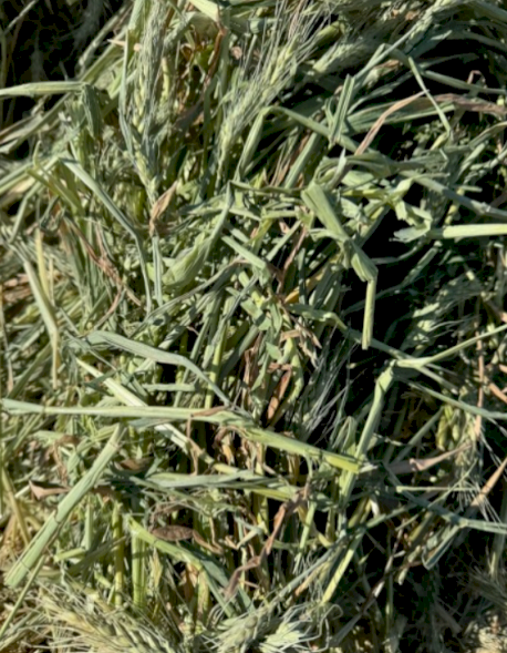 Wheat Hay 8x4x3 (Shedded)