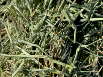 Wheat Hay 8x4x3 (Shedded)