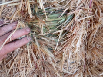 500mt Oaten Hay 8x4x3 Bales