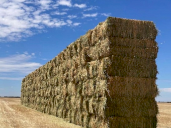 Vetch Hay 8x4x3 660-680 kg bales