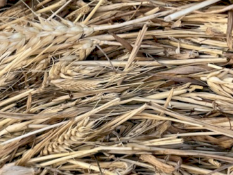 Cereal Hay - Round bales of mower conditioned of Wheat, Barley, Vetch & Rye