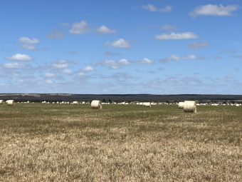 Cereal Hay - Round bales of mower conditioned of Wheat, Barley, Vetch & Rye
