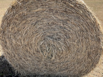 Cereal Hay - Round bales of mower conditioned of Wheat, Barley, Vetch & Rye