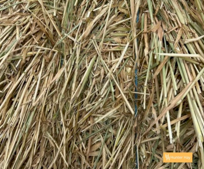 500mt Barley Hay 8x4x3 Bales