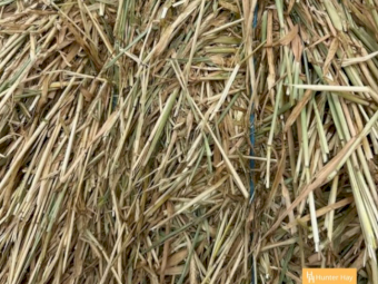 500mt Barley Hay 8x4x3 Bales