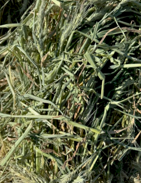 500mt Wheaten Hay 8x4x3 Bales