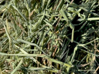 500mt Wheaten Hay 8x4x3 Bales