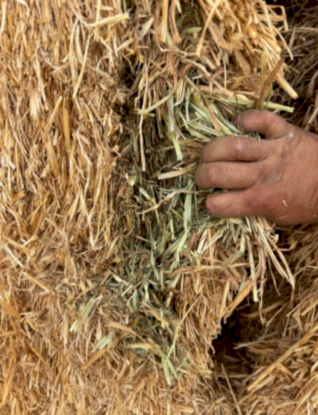 500mt Oaten Hay 8x4x3 Bales