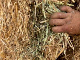 500mt Oaten Hay 8x4x3 Bales