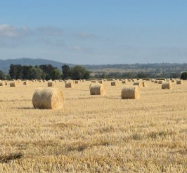 300 x Wheat Hay 5x4 Round Bales