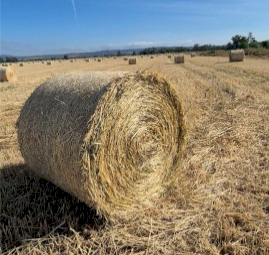300 x Wheat Hay 5x4 Round Bales