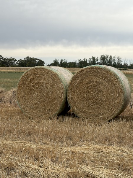 New season oaten hay