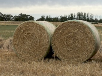 New season oaten hay