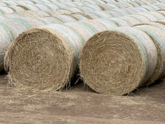 New season oaten hay