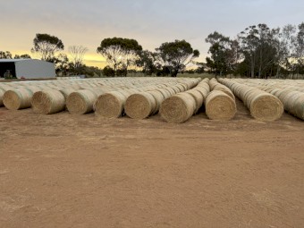 New season oaten hay