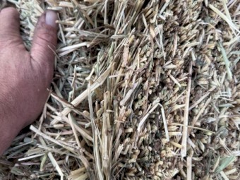 Annual Ryegrass/Oaten Mix