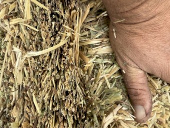 Annual Ryegrass/Oaten Mix