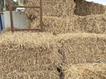 Oaten Hay Small Square Bales