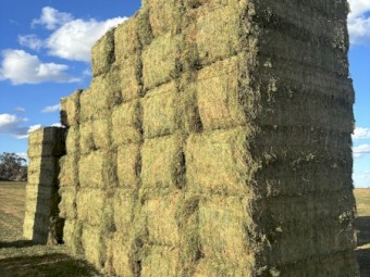 Vetch Hay