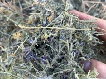 Vetch Hay