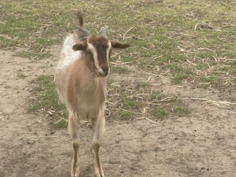 Nanny Goats