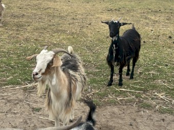 Nanny goats